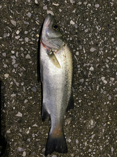 ヒラスズキの釣果