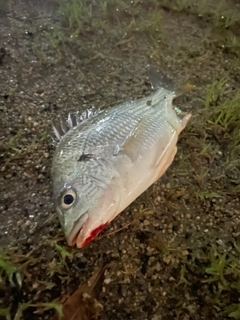 キビレの釣果