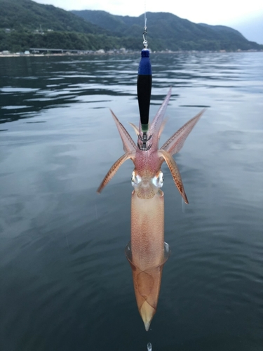 マイカの釣果