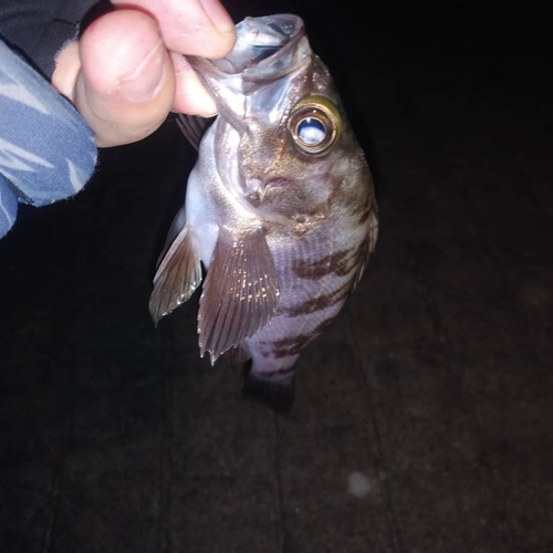 シロメバルの釣果