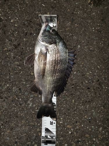 クロダイの釣果