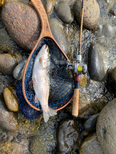 ニジマスの釣果