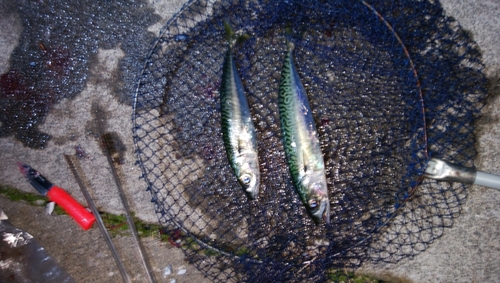 マサバの釣果