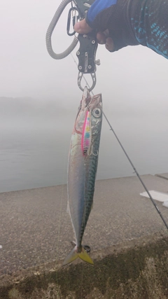 サバの釣果