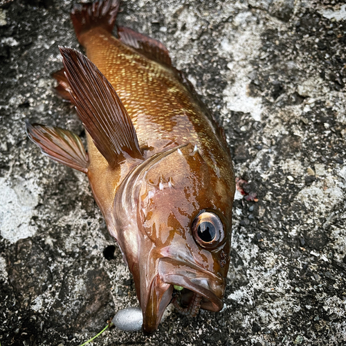 エゾメバルの釣果