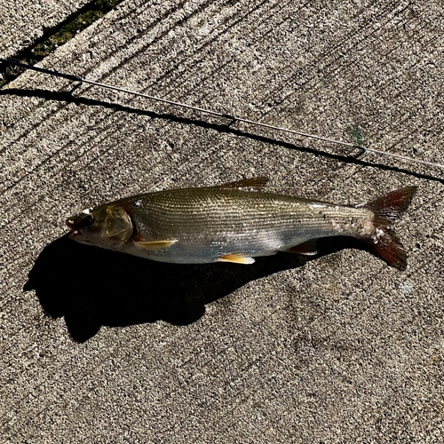 ウグイの釣果