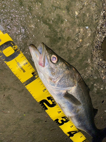 シーバスの釣果