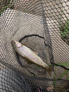 ニジマスの釣果