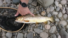 ブラウントラウトの釣果