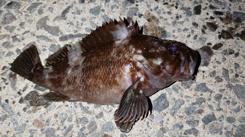 オウゴンムラソイの釣果