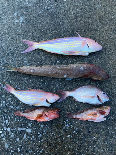 イトヨリダイの釣果