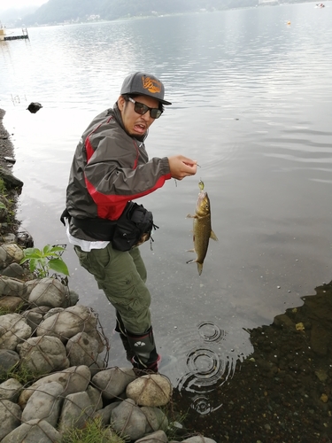 ニゴイの釣果