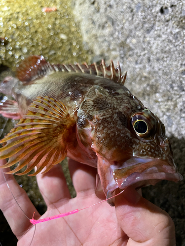 カサゴの釣果