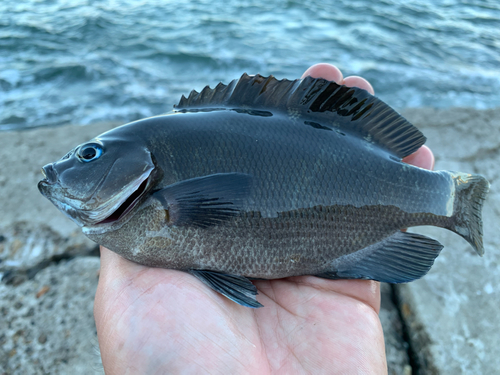 メジナの釣果