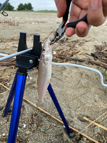 キスの釣果