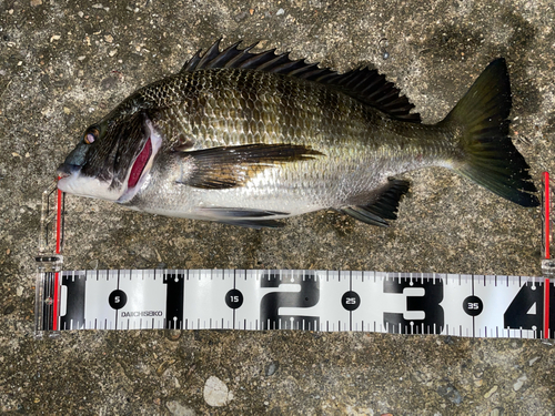 クロダイの釣果