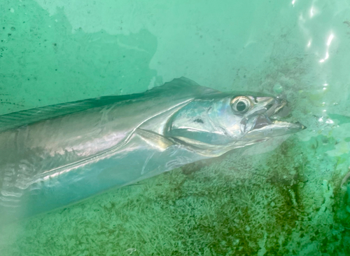 タチウオの釣果