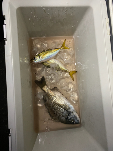 クロダイの釣果