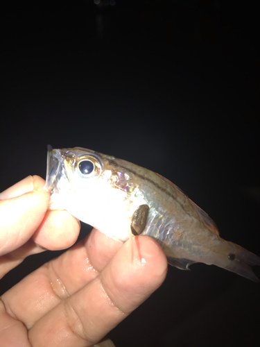 ネンブツダイの釣果