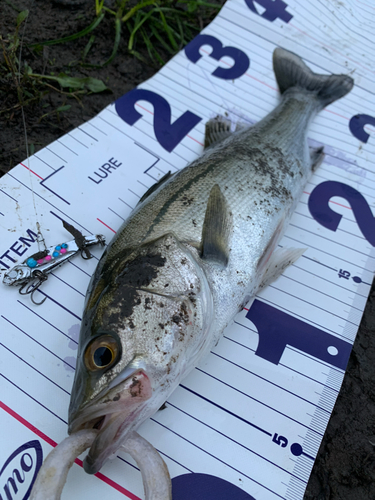 シーバスの釣果