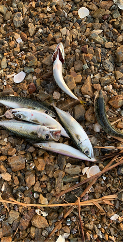 サバの釣果