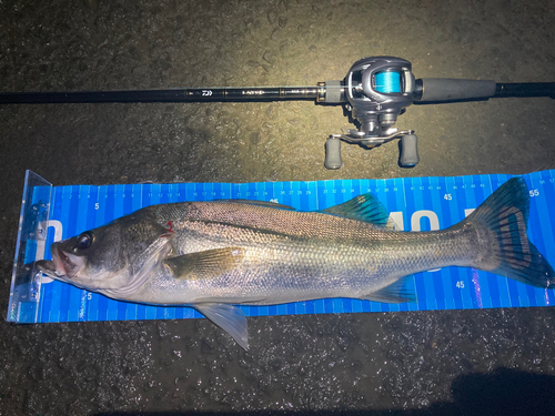 シーバスの釣果