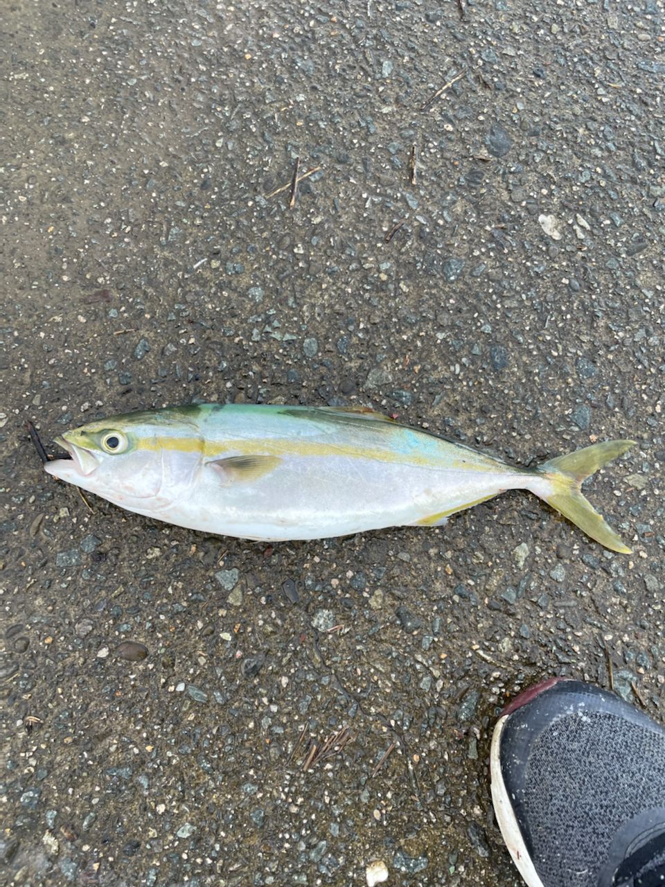 ツバス