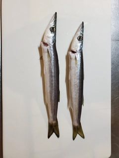 カマスの釣果