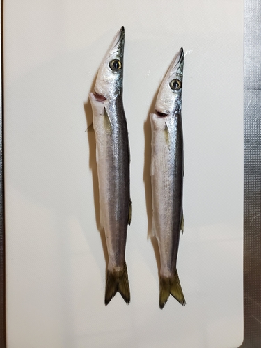 カマスの釣果