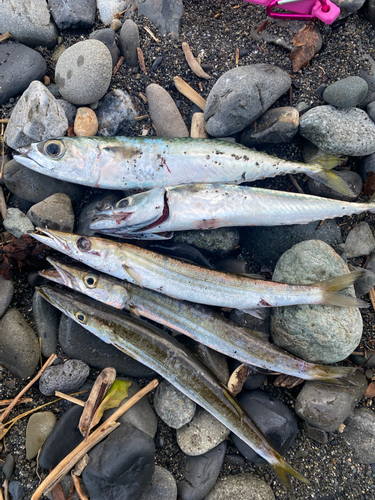 サバの釣果