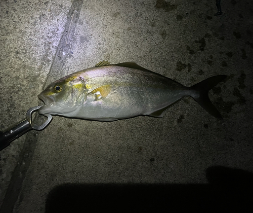 ショゴの釣果