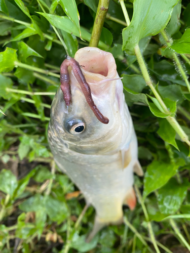 コイの釣果