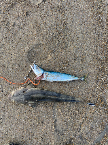 マゴチの釣果