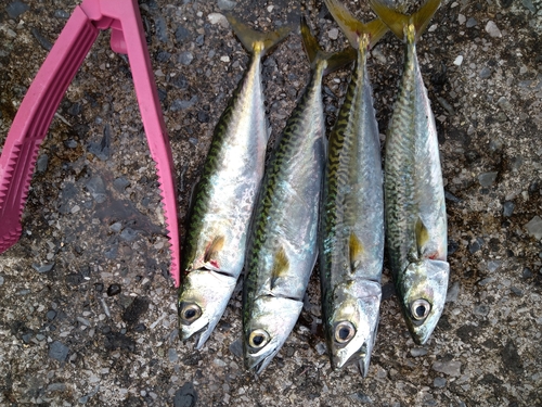 サバの釣果