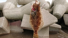 ヒラメの釣果
