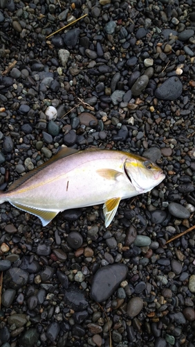 ショゴの釣果