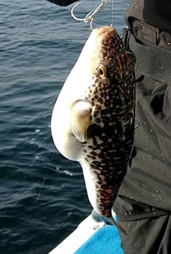 ショウサイフグの釣果