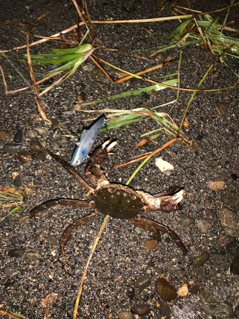モクズガニの釣果写真