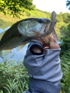 ラージマウスバスの釣果