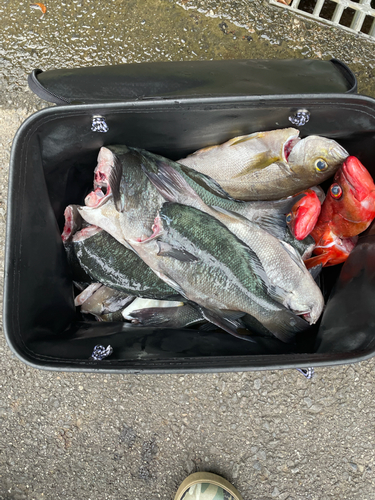 シブダイの釣果