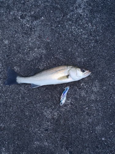 セイゴ（マルスズキ）の釣果