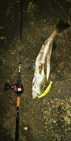 シーバスの釣果