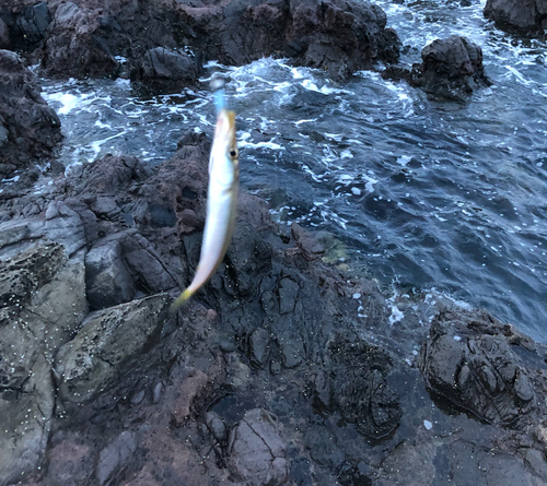 カマスの釣果