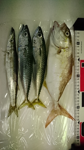 ショゴの釣果