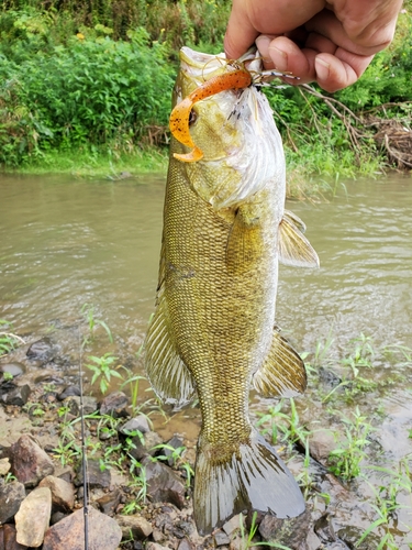 スモールマウスバスの釣果