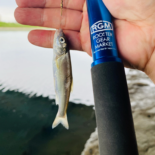 ウグイの釣果