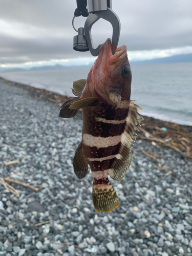 オオモンハタの釣果