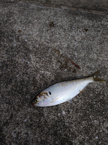 コノシロの釣果