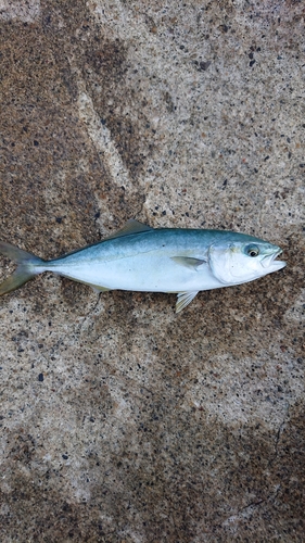 ツバスの釣果