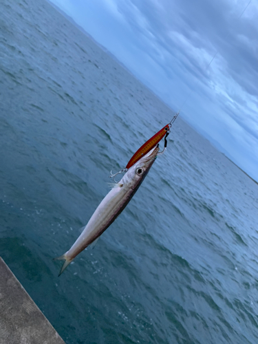 カマスの釣果